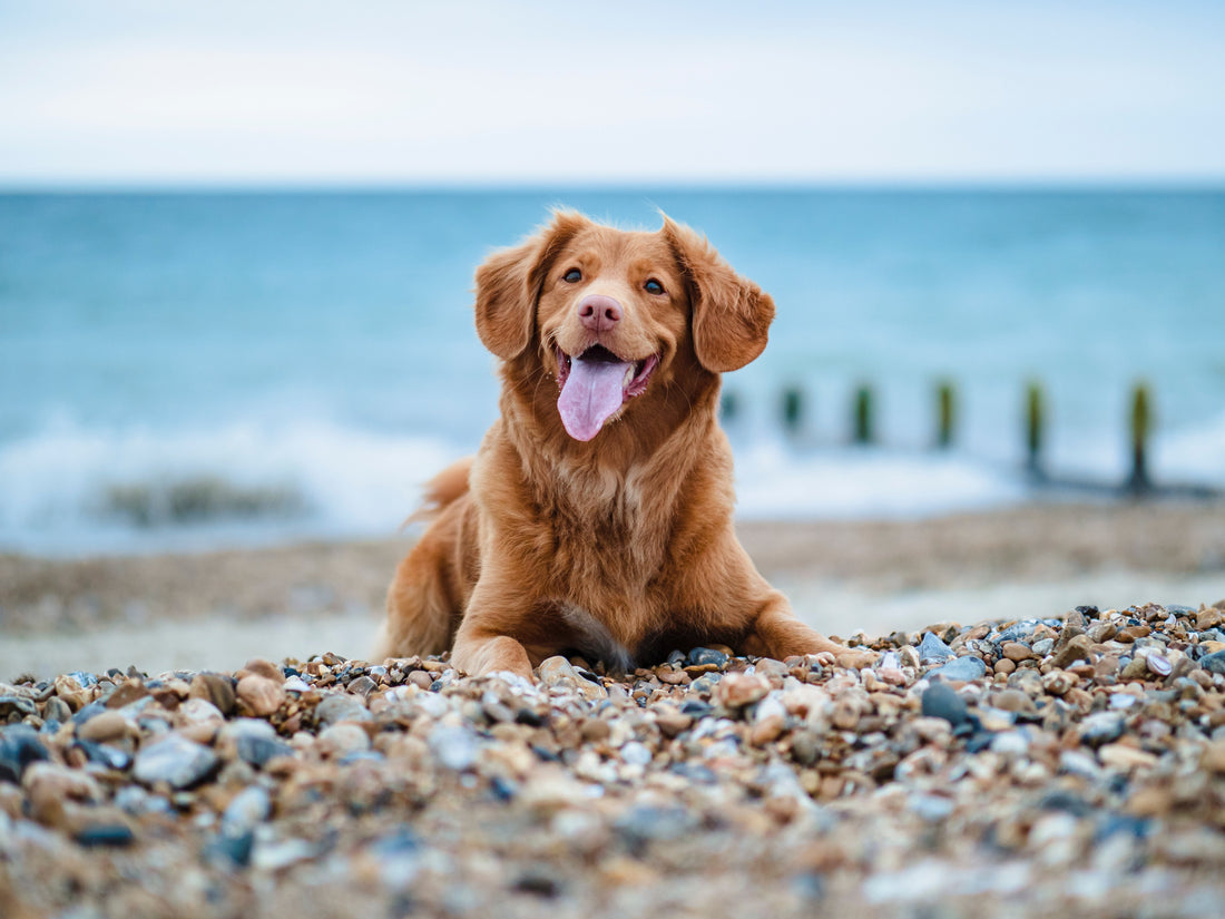 Understanding Common Pet Health Issues: Prevention and Treatment