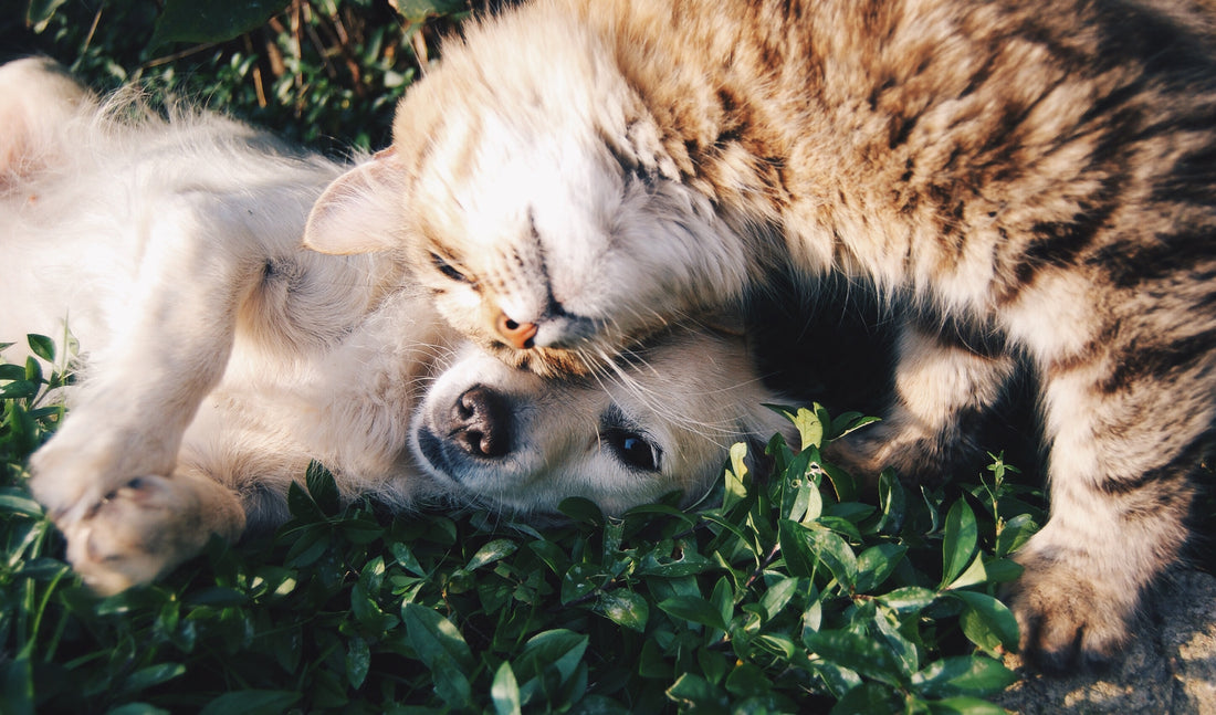 prepare-your-pet-for-allergy-season-iki-iki-uk