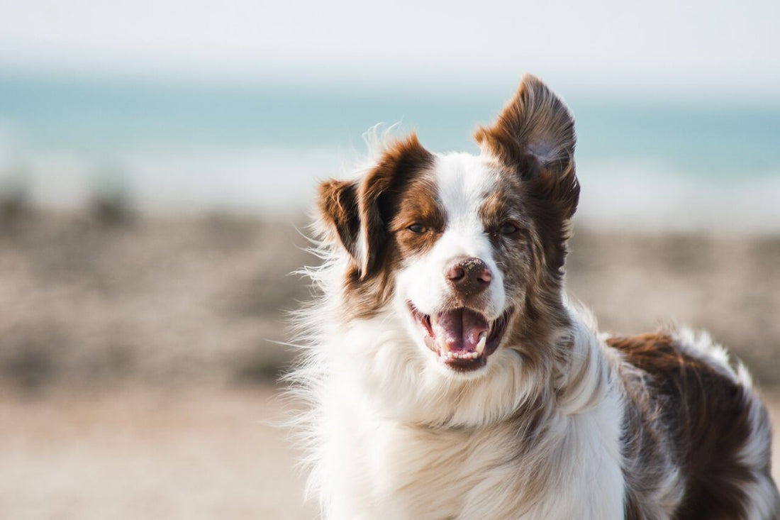 Unleashing Vitality: A Guide to Maintaining Overall Well-being in Our Beloved Pets